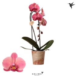 Phal.1-R orange Niagara Fall T12 H50