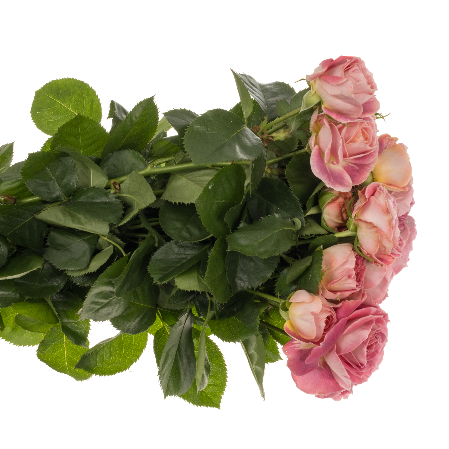Rose verzweigt lila/orange Magic Strike 3+Blüte 50cm