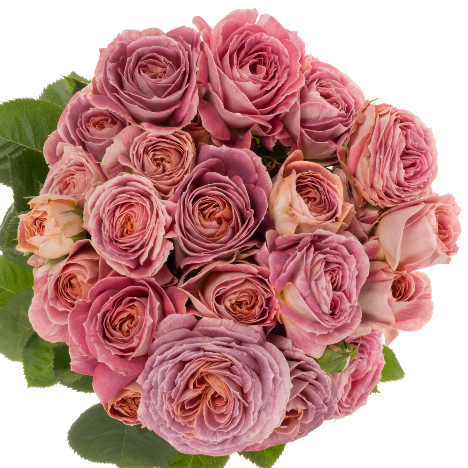 Rose verzweigt lila/orange Magic Strike 3+Blüte 50cm