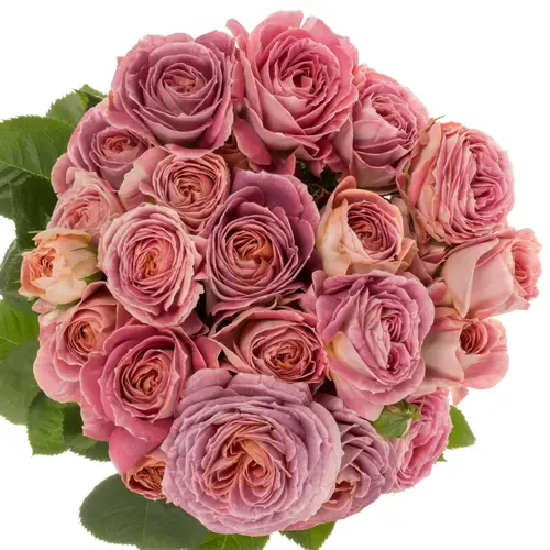 Rose verzweigt lila/orange Magic Strike 3+Blüte 50cm