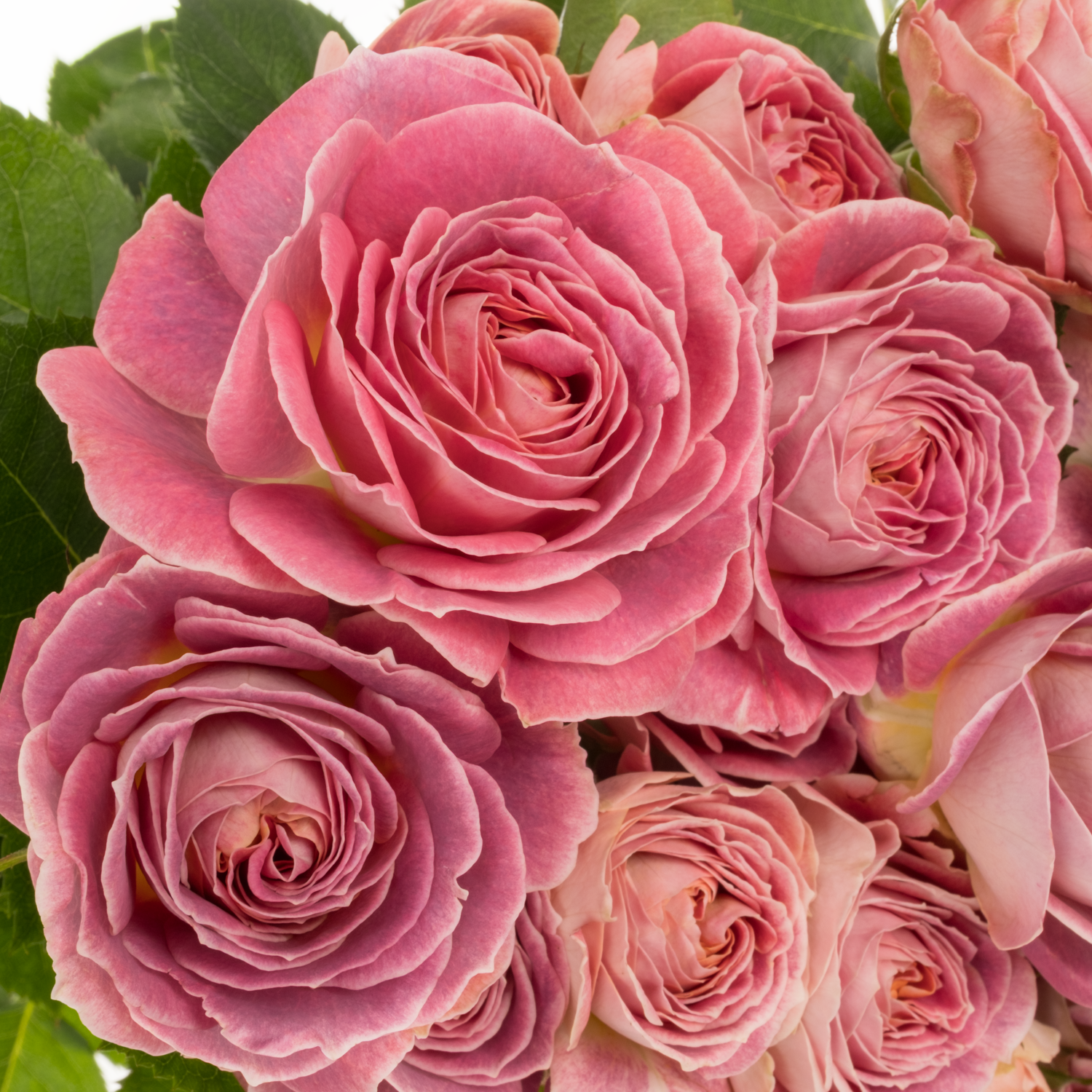 Rose verzweigt lila/orange Magic Strike 3+Blüte 50cm