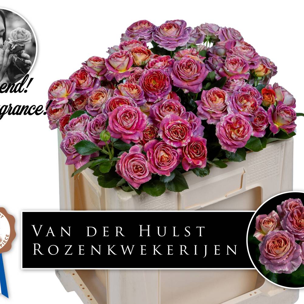 Rose verzweigt lila/orange Magic Strike 3+Blüte 50cm