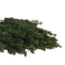 Taxus Bacc grün 80cm pro Bund