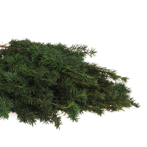 Taxus Bacc grün 80cm pro Bund