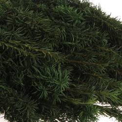 Taxus Bacc grün 80cm pro Bund
