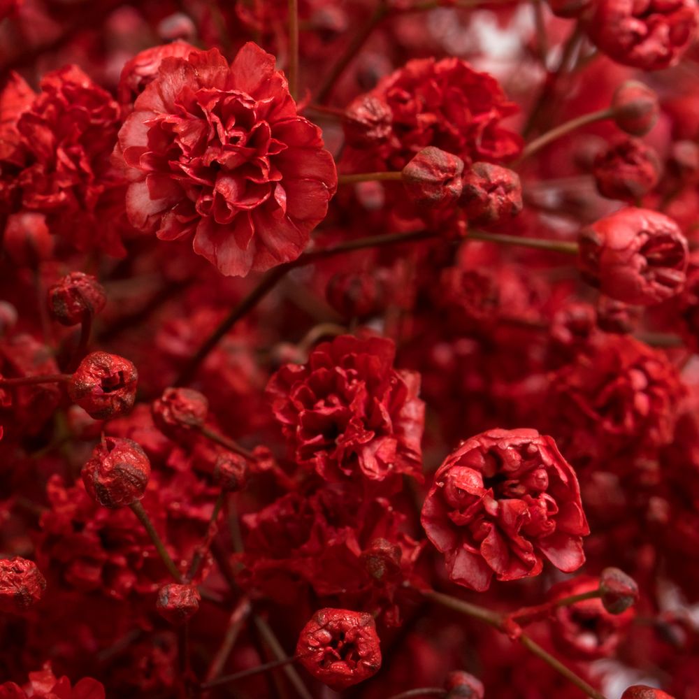 Gyps rot grosse Blüte gefärbt
