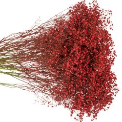 Gyps rot grosse Blüte gefärbt