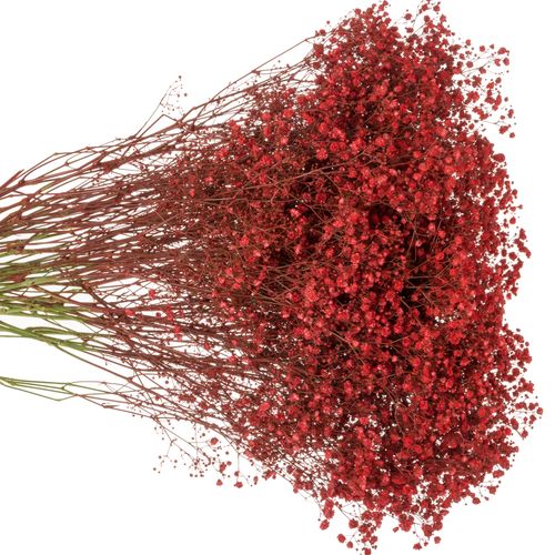 Gyps rot grosse Blüte gefärbt