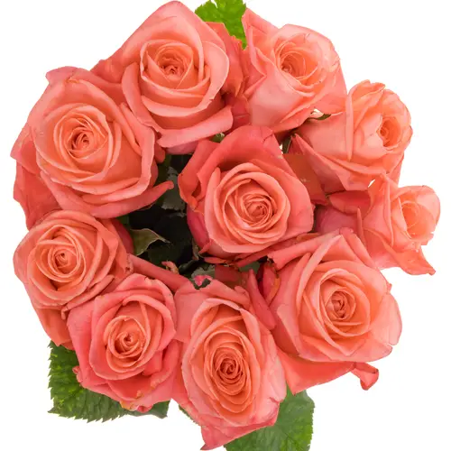 Rose lachs Big Girl 50cm