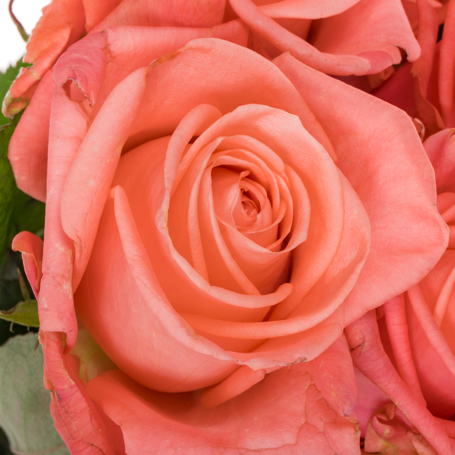 Rose lachs Big Girl 50cm