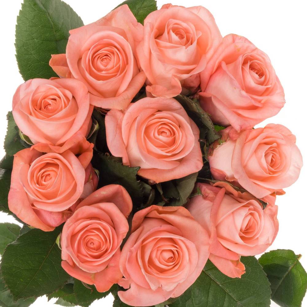 Rose lachs Big Girl 50cm