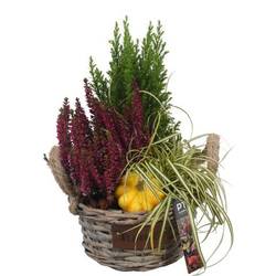 Garten.Arr PTHO4139 Herbst T19 H035