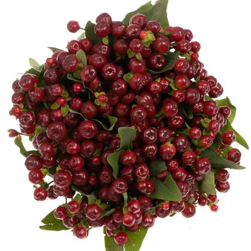 Hypericum braun/rot Cherry 60cm