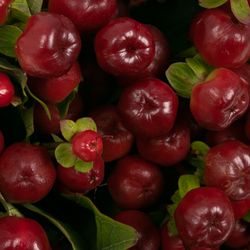 Hypericum braun/rot Cherry 60cm