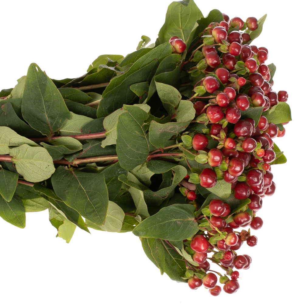 Hypericum braun/rot Cherry 60cm