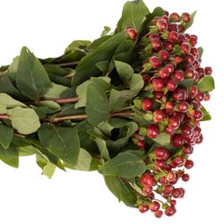 Hypericum braun/rot Cherry 60cm