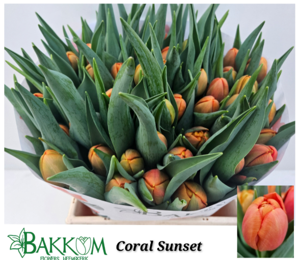 Tulpe orange doppel Coral Sunset bakkum 40 Gramm