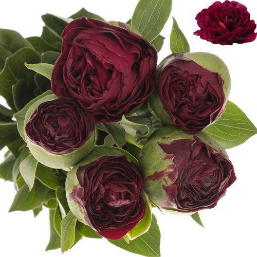 Pfingstrose rot gefüllt Faithfull 55cm