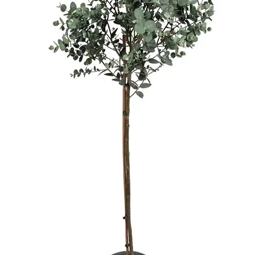 Eukalyptus Gunni auf Stamm T21 H120