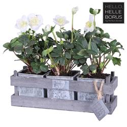 Helleb.Chr Carol T12 H20 Holz/zinc Quadr