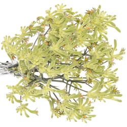 Kangeroo grün Nat.60cm