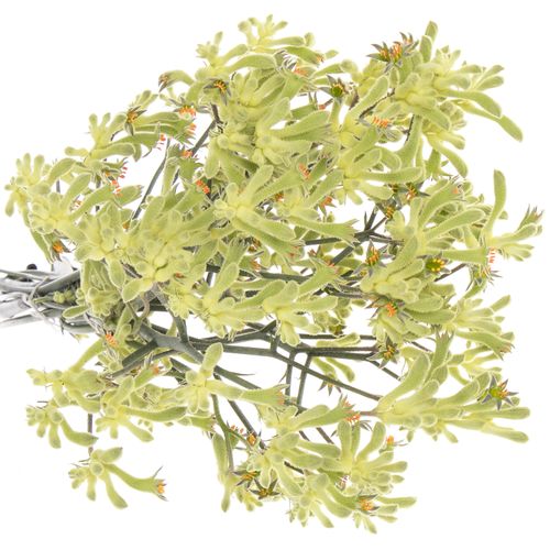 Kangeroo grün Nat.60cm