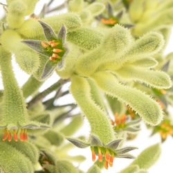 Kangeroo grün Nat.60cm