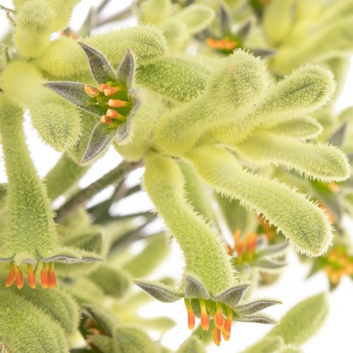 Kangeroo grün Nat.60cm