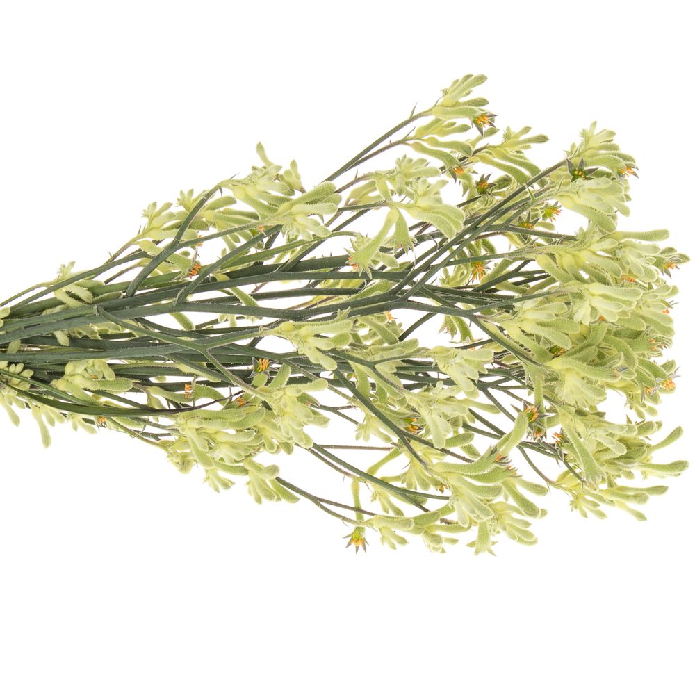 Kangeroo grün Nat.60cm