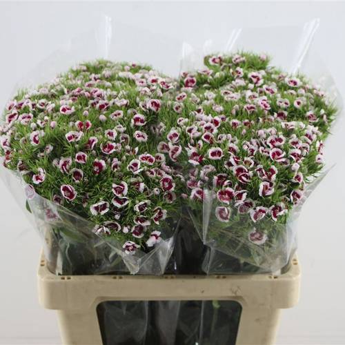 Bartnelke lila/creme Mamma Mia 55cm