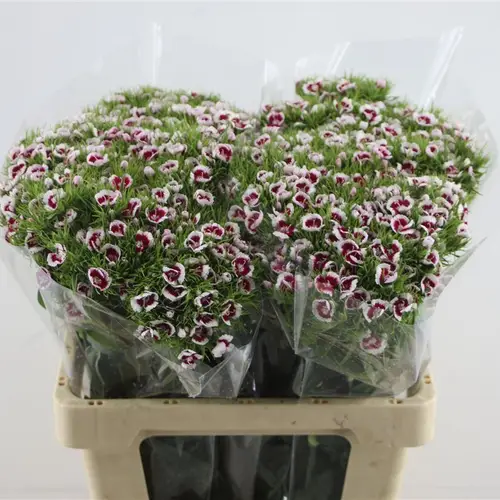 Bartnelke lila/creme Mamma Mia 55cm