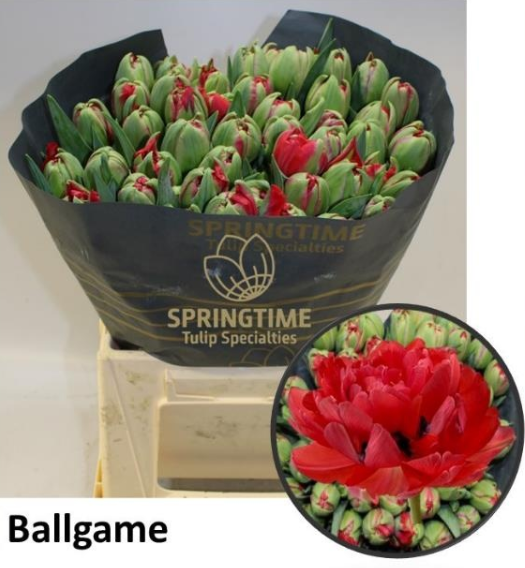 Tulpe rot doppel ballgame 44 Gramm