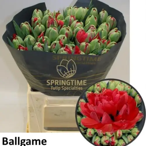 Tulpe rot doppel ballgame 44 Gramm