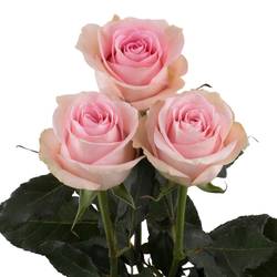 Rose rosa Luciano (Ec) 70cm
