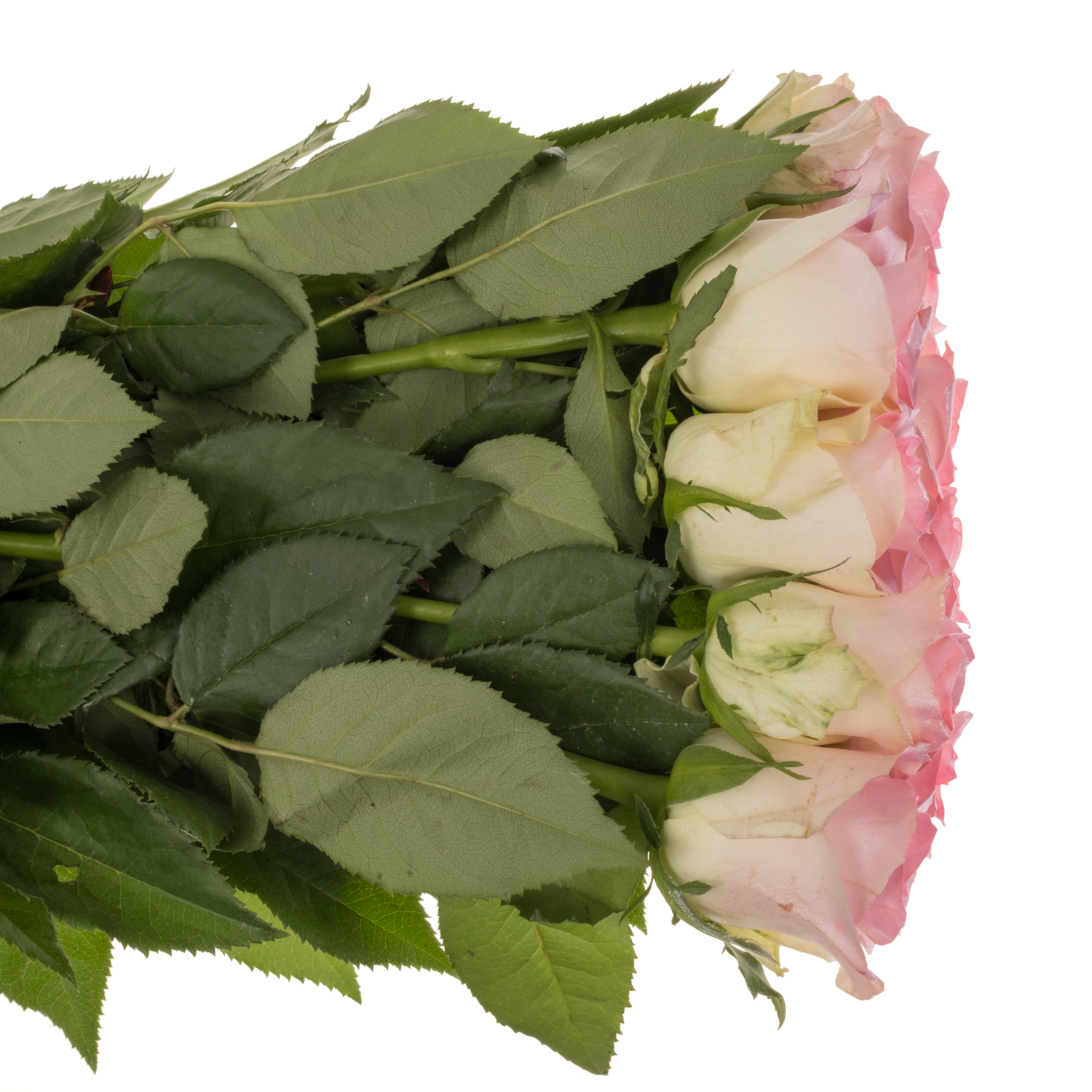 Rose rosa/creme Sweet Pink Satin 70cm