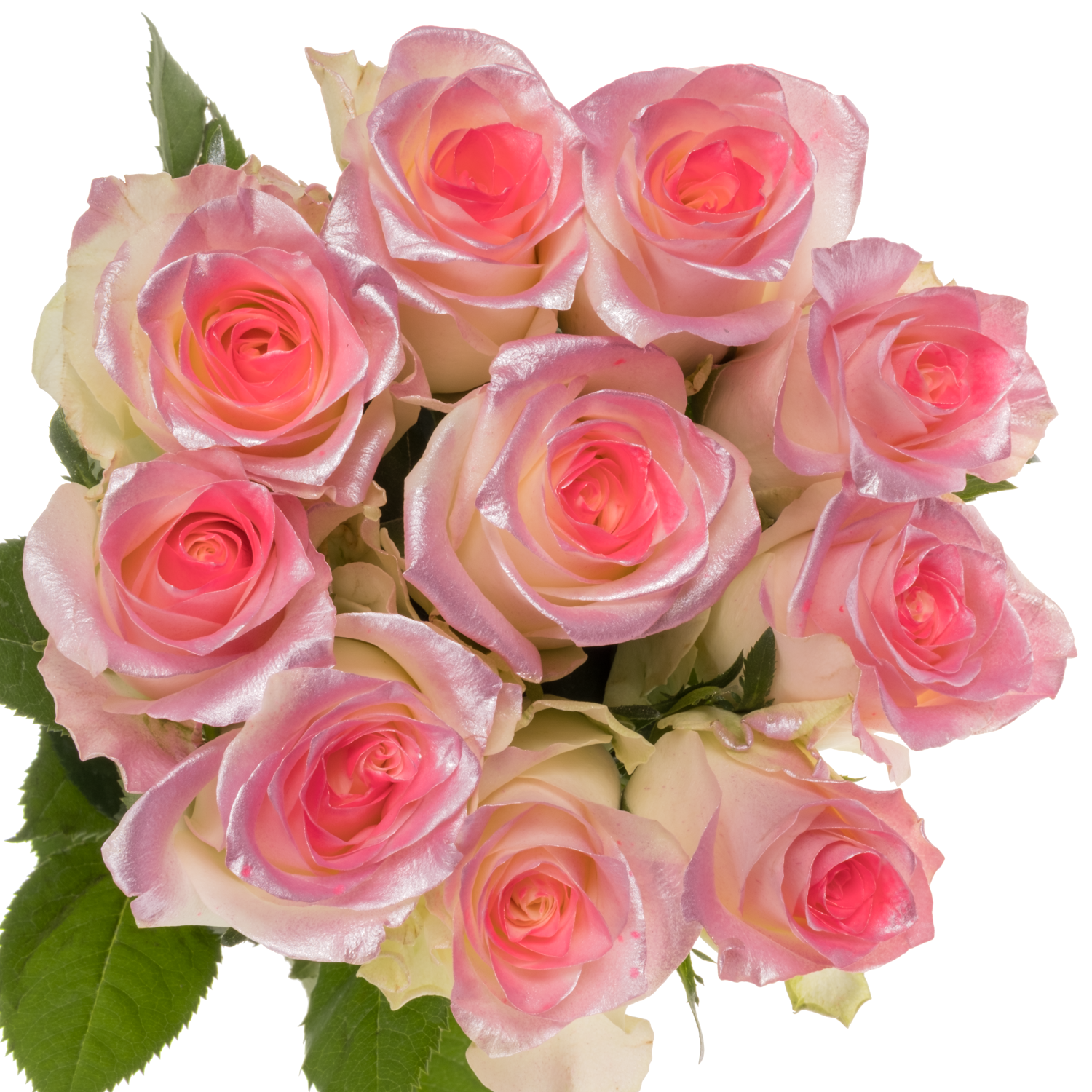 Rose rosa/creme Sweet Pink Satin 70cm