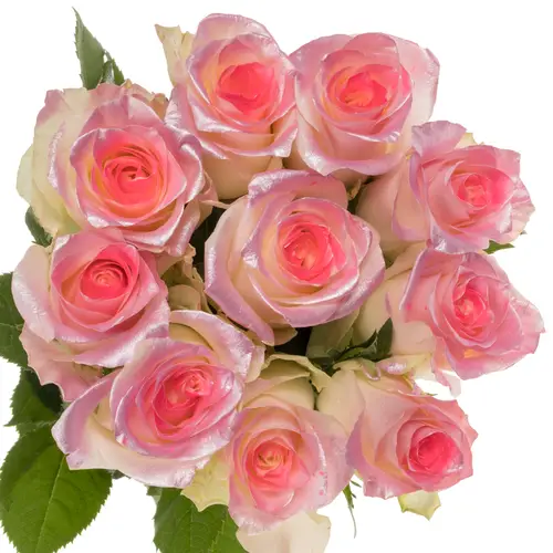 Rose rosa/creme Sweet Pink Satin 70cm