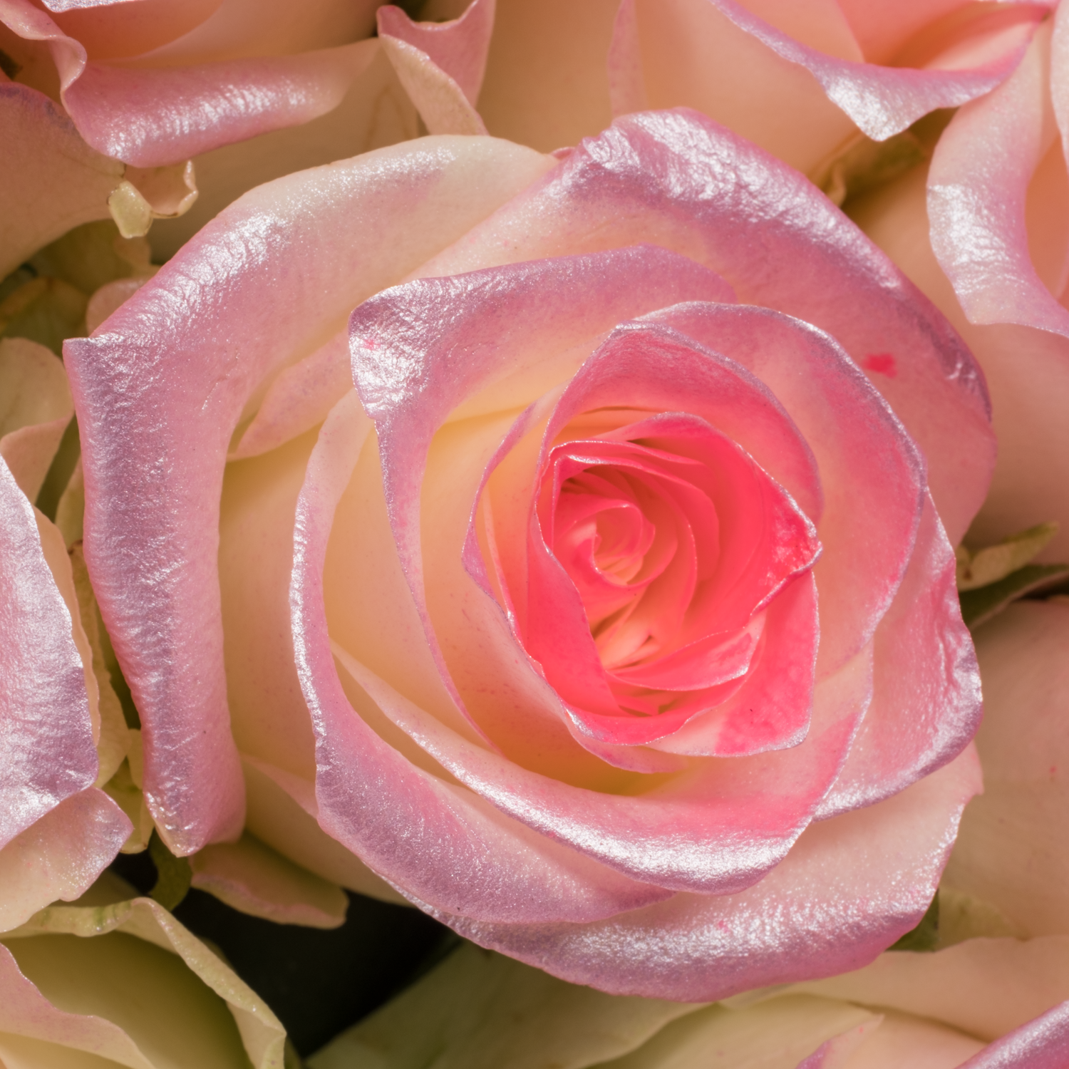 Rose rosa/creme Sweet Pink Satin 70cm