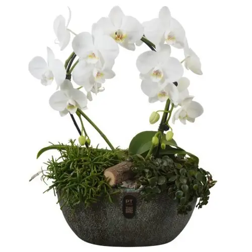 Phal.Arr PTIB5334 T28 H047