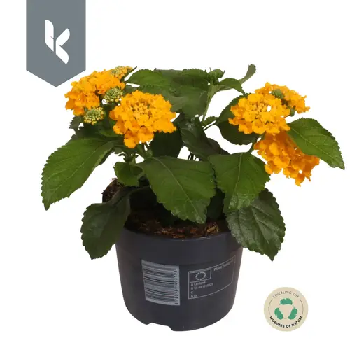 Lantana gelb T12 H030