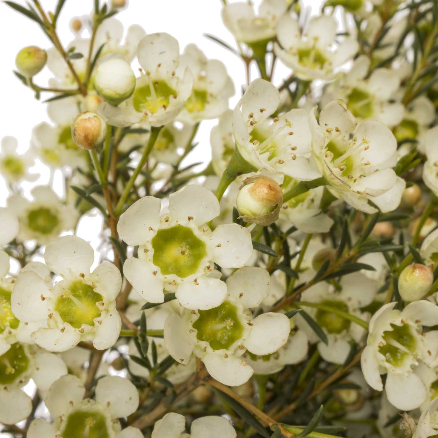 Wachsflower creme/weiss Sirius 60 Gramm 80cm