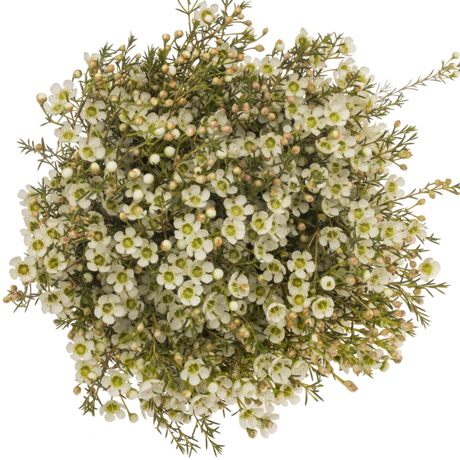 Wachsflower creme/weiss Sirius 60 Gramm 80cm