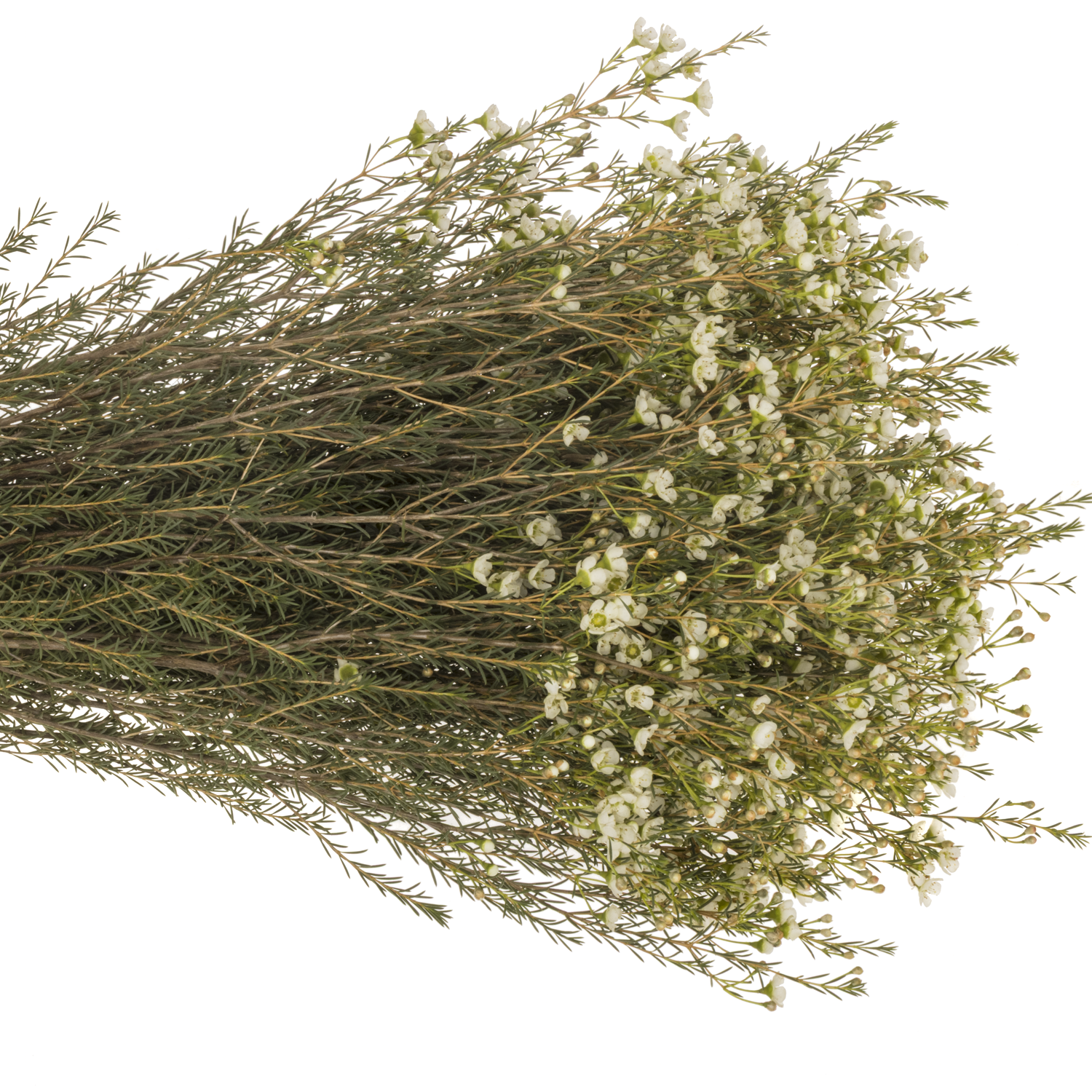 Wachsflower creme/weiss Sirius 60 Gramm 80cm