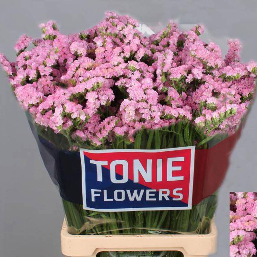 Statice rosa Fantasia Wings 60Gramm 70cm ES