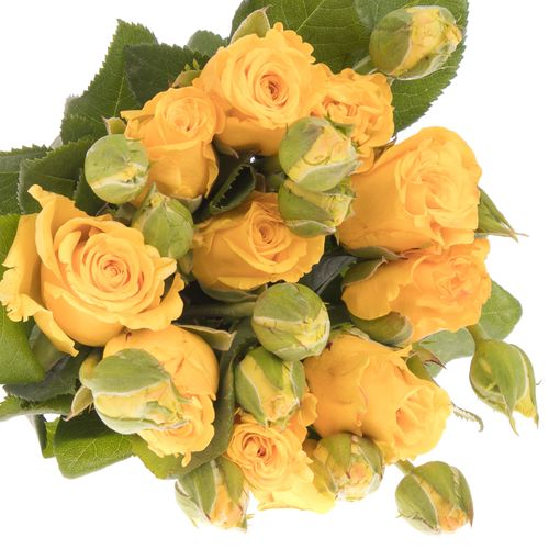 Rose Freiland gelb Sonrisa 1+Blüte 50cm