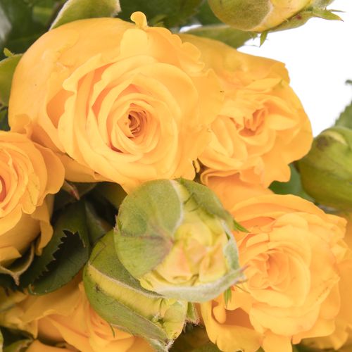 Rose Freiland gelb Sonrisa 1+Blüte 50cm