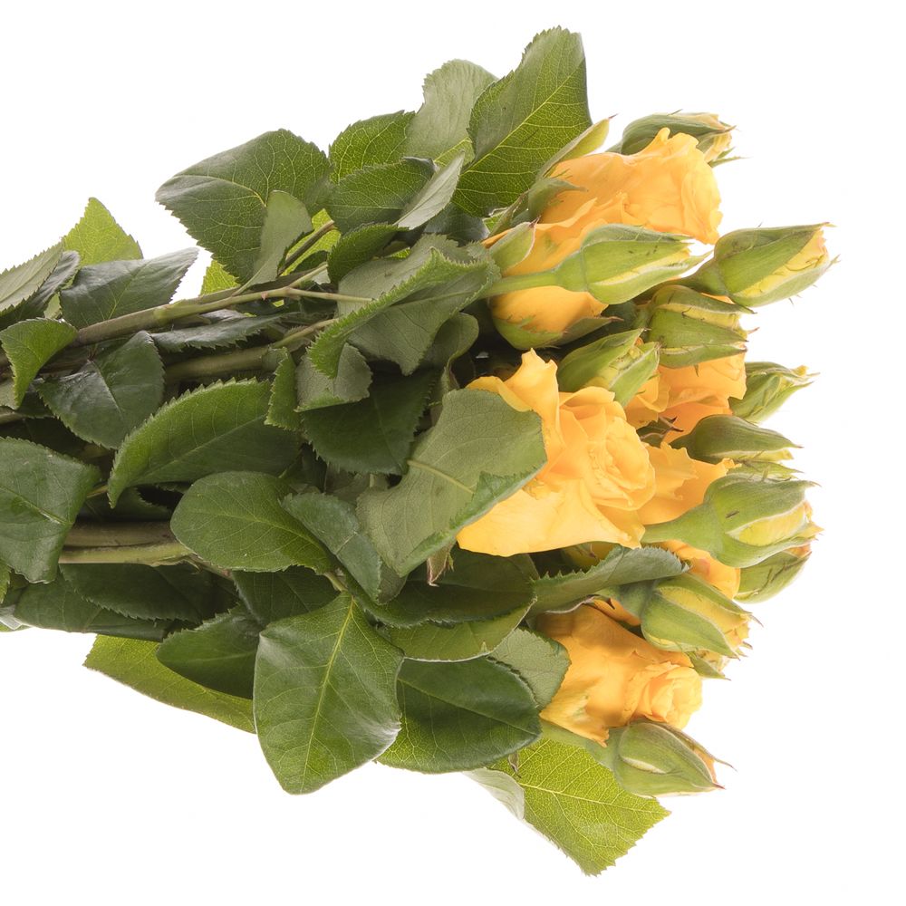 Rose Freiland gelb Sonrisa 1+Blüte 50cm