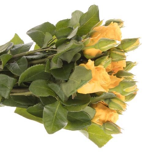 Rose Freiland gelb Sonrisa 1+Blüte 50cm