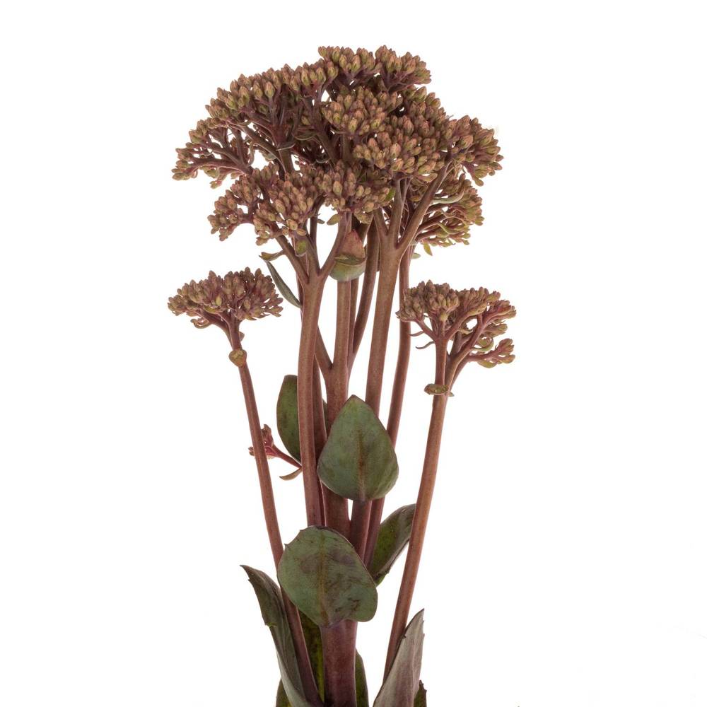 Sedum rosa/rot Matrona 55cm