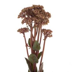 Sedum rosa/rot Matrona 55cm